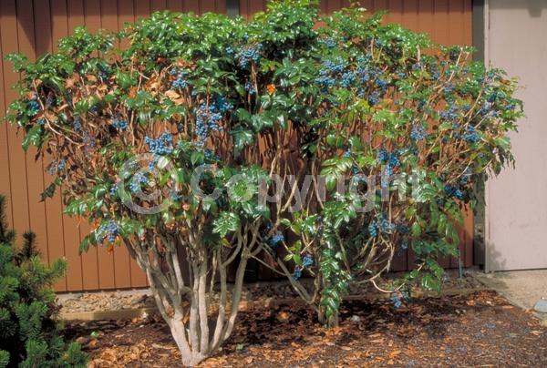 Yellow blooms; Evergreen; Needles or needle-like leaf; North American Native