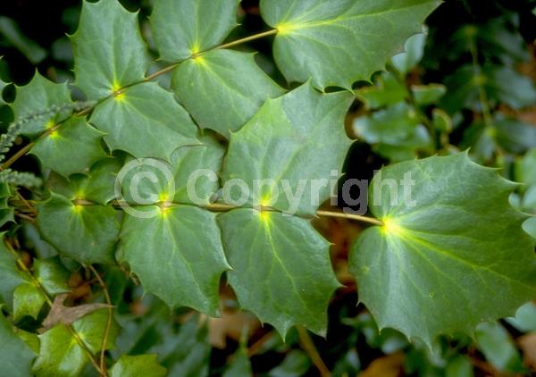 Yellow blooms; Evergreen; Broadleaf