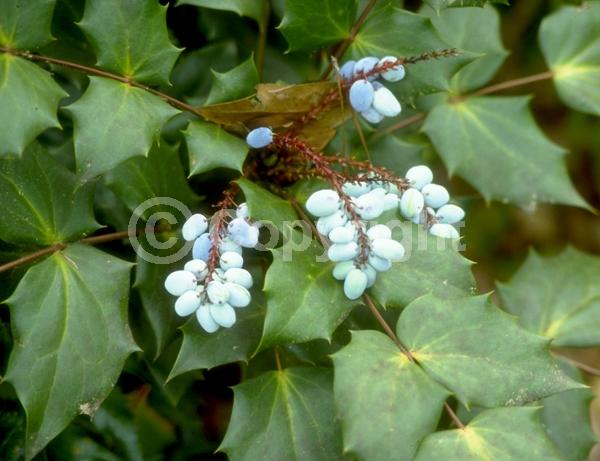 Yellow blooms; Evergreen; Broadleaf