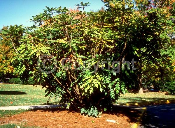 Yellow blooms; Evergreen; Broadleaf