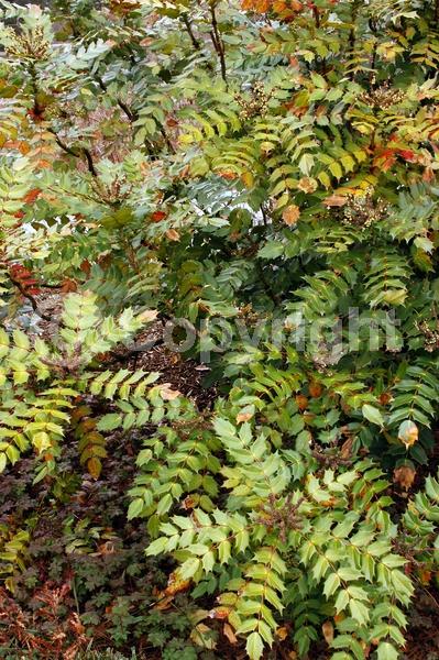 Yellow blooms; Evergreen; Broadleaf