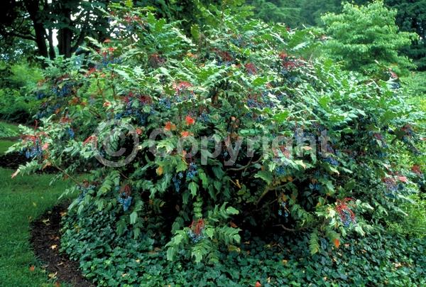 Yellow blooms; Evergreen; Broadleaf