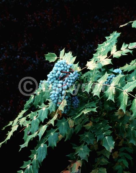 Yellow blooms; Evergreen; Broadleaf