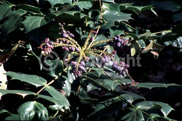 Yellow blooms; Evergreen; Broadleaf