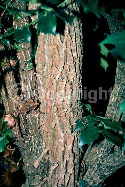 Yellow blooms; Evergreen; Broadleaf