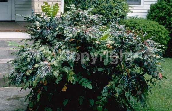 Yellow blooms; Evergreen; Broadleaf