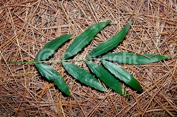 Yellow blooms; Evergreen; Broadleaf