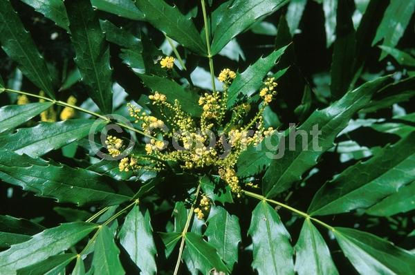 Yellow blooms; Evergreen; Broadleaf