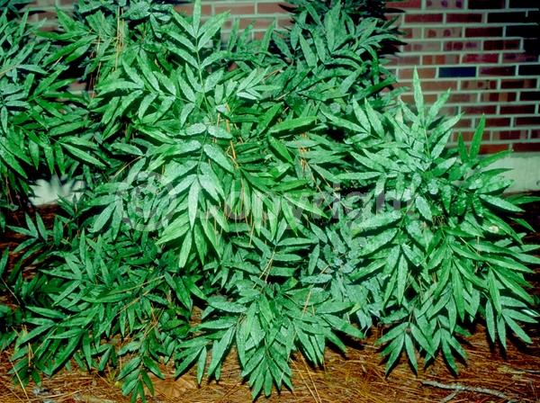 Yellow blooms; Evergreen; Broadleaf