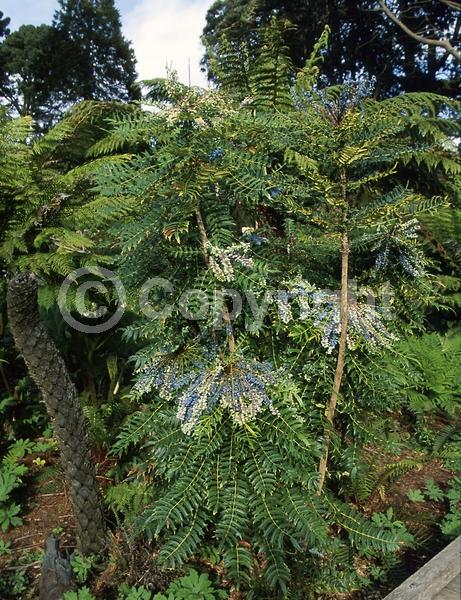Yellow blooms; Evergreen; Needles or needle-like leaf