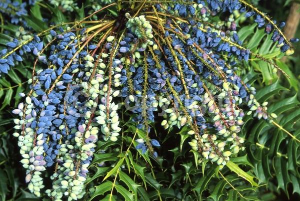 Yellow blooms; Evergreen; Needles or needle-like leaf