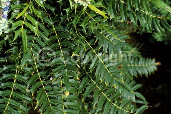 Yellow blooms; Evergreen; Needles or needle-like leaf