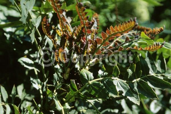 Yellow blooms; Evergreen; Needles or needle-like leaf