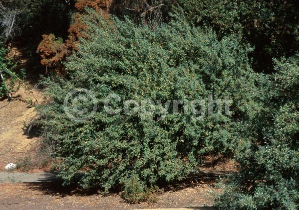 Yellow blooms; Evergreen; Needles or needle-like leaf; North American Native