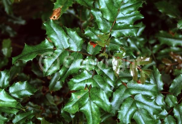 Yellow blooms; Evergreen; Needles or needle-like leaf; North American Native