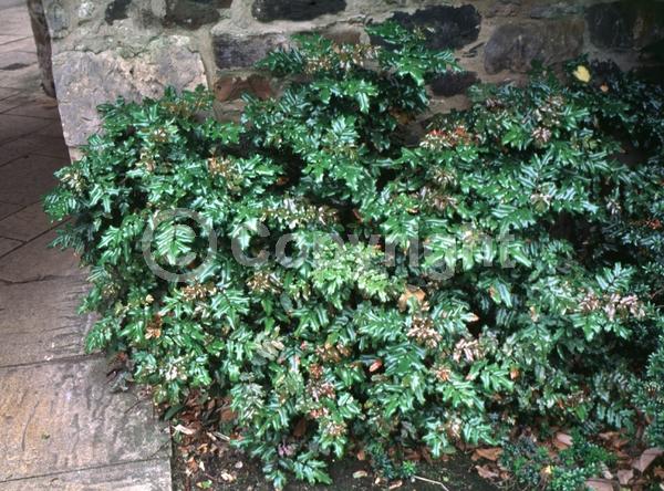Yellow blooms; Evergreen; Needles or needle-like leaf; North American Native