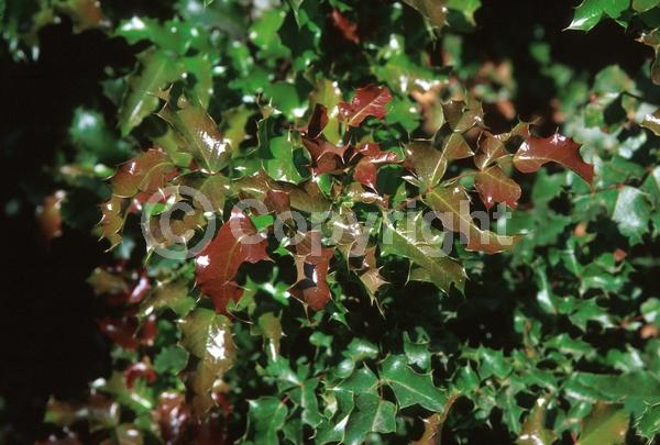 Yellow blooms; Evergreen; Needles or needle-like leaf; North American Native