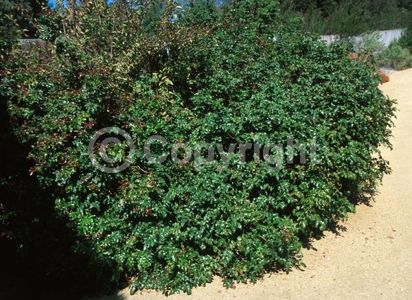 Yellow blooms; Evergreen; Needles or needle-like leaf; North American Native