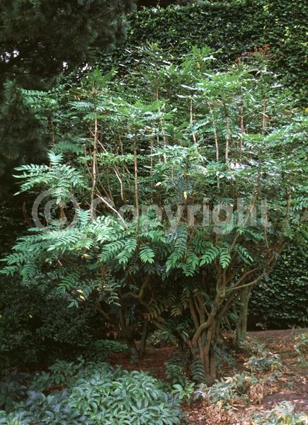 Yellow blooms; Evergreen; Needles or needle-like leaf