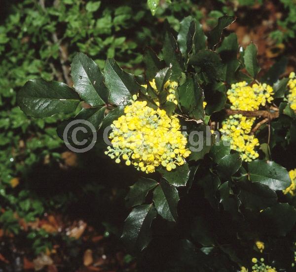 Yellow blooms; Evergreen; Broadleaf
