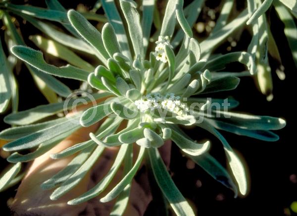 White blooms; Evergreen; Broadleaf; North American Native