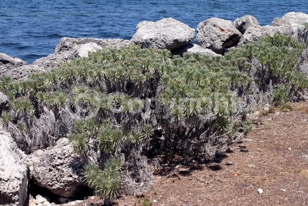 White blooms; Evergreen; Broadleaf; North American Native
