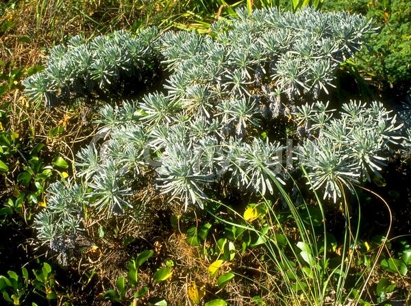 White blooms; Evergreen; Broadleaf; North American Native