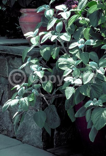 Pink blooms; Evergreen