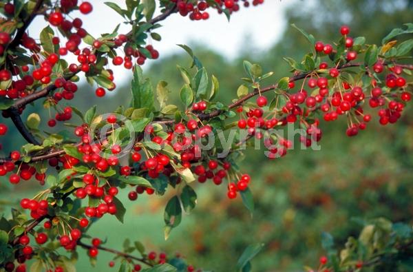 White blooms; Pink blooms; Deciduous; Broadleaf