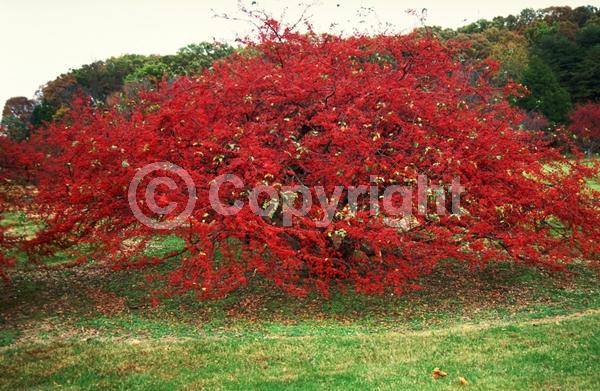 White blooms; Pink blooms; Deciduous; Broadleaf