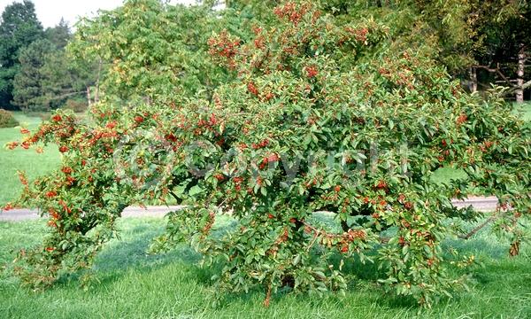 White blooms; Pink blooms; Deciduous; Broadleaf