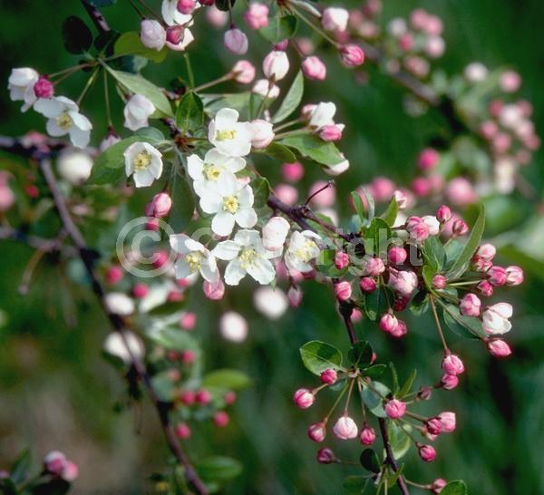 White blooms; Deciduous; Broadleaf