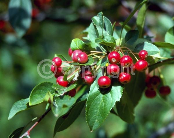 White blooms; Deciduous; Broadleaf
