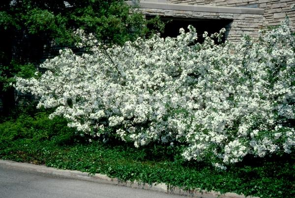 White blooms; Deciduous; Broadleaf