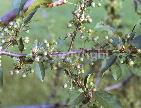 White blooms; Deciduous; Broadleaf