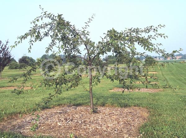 White blooms; Deciduous; Broadleaf