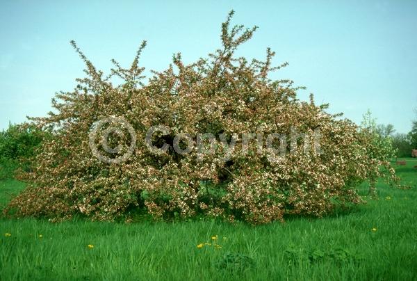 White blooms; Deciduous; Broadleaf
