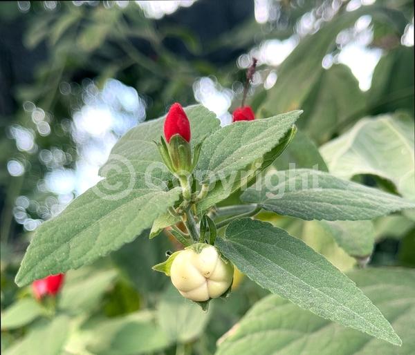 Red blooms; White blooms; Evergreen; North American Native