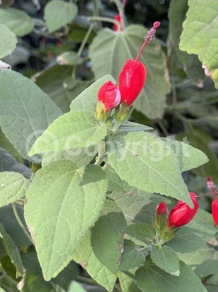 Red blooms; White blooms; Evergreen; North American Native