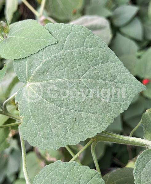 Red blooms; White blooms; Evergreen; North American Native