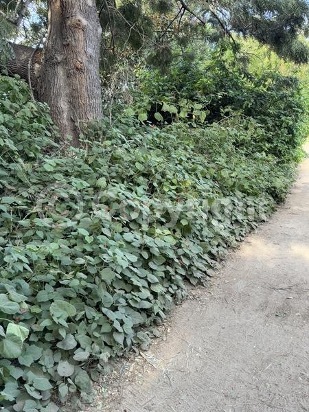 Red blooms; White blooms; Evergreen; North American Native