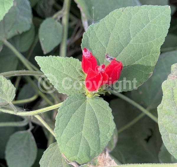 Red blooms; White blooms; Evergreen; North American Native