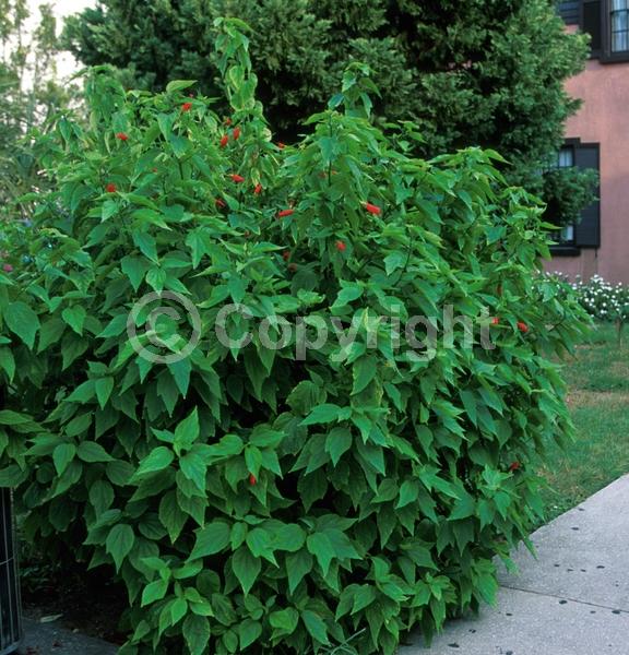 Red blooms; White blooms; Evergreen; Needles or needle-like leaf; North American Native