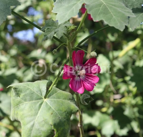 Red blooms; Purple blooms; Pink blooms; Evergreen; Semi-evergreen; North American Native