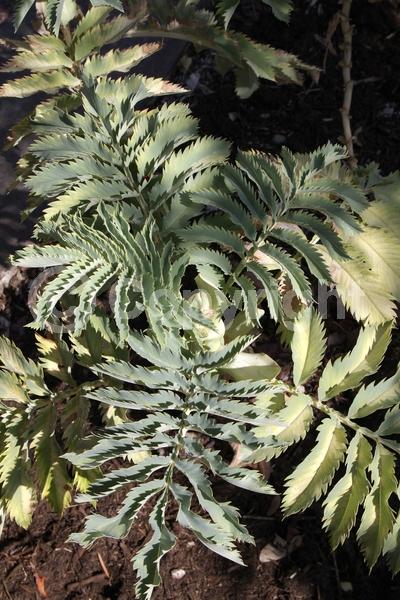 Red blooms; Brown blooms; Evergreen; Broadleaf