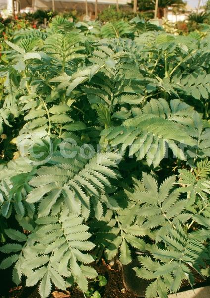 Red blooms; Brown blooms; Evergreen; Broadleaf