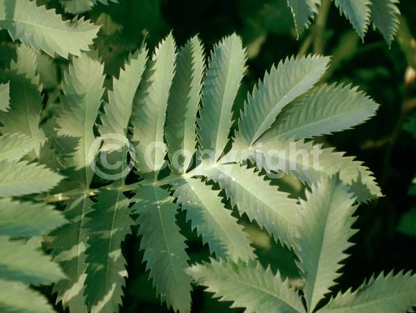 Red blooms; Brown blooms; Evergreen; Broadleaf