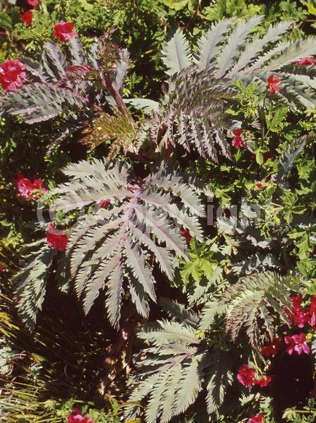 Red blooms; Brown blooms; Evergreen; Broadleaf
