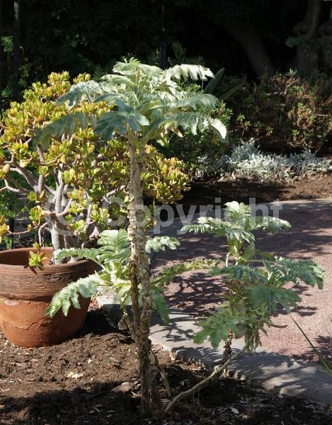 Red blooms; Brown blooms; Evergreen; Broadleaf