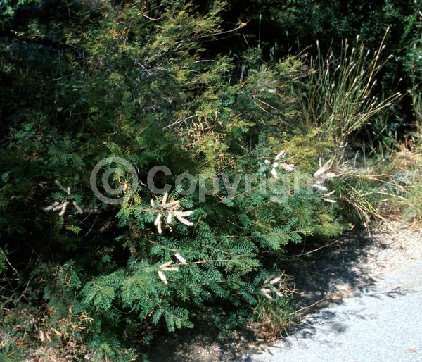 White blooms; North American Native